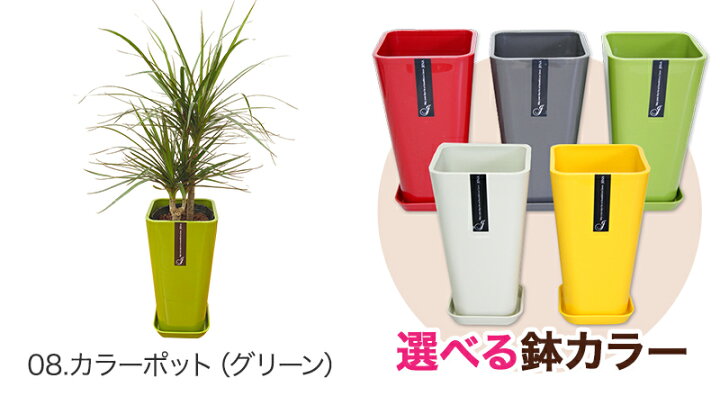 楽天市場】観葉植物 ドラセナ・コンシンネ6号鉢 高さ約65～75cm 