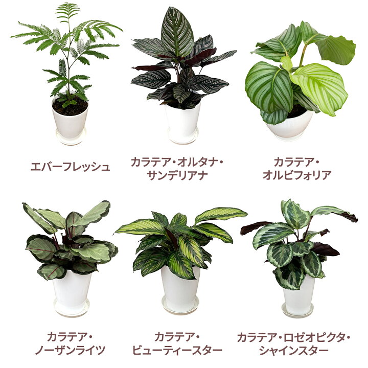 楽天市場】観葉植物おまかせ☆5号プラ 6鉢セット【送料無料】人気の 