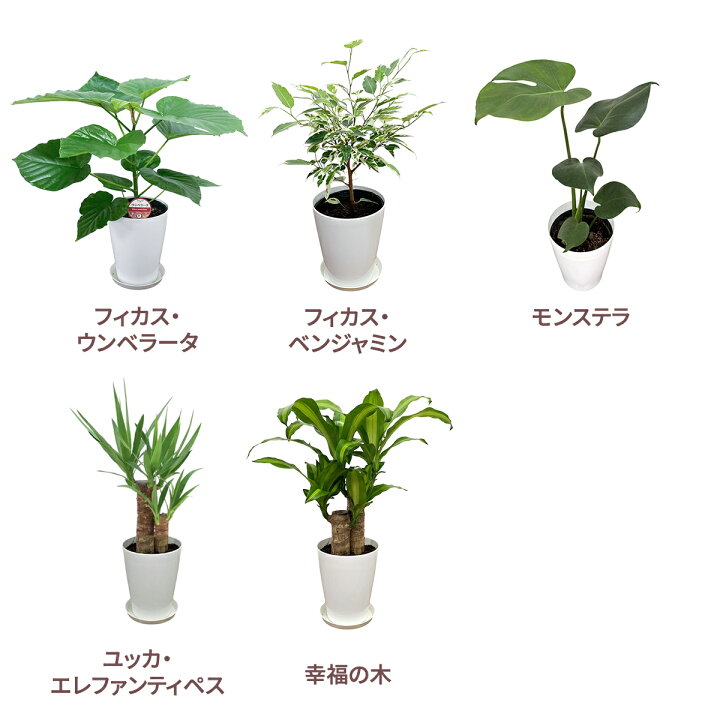 楽天市場】観葉植物おまかせ☆5号プラ 6鉢セット【送料無料】人気の 