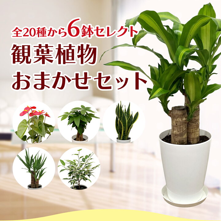 楽天市場】観葉植物おまかせ☆5号プラ 6鉢セット【送料無料】人気の 