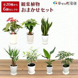 楽天市場】 観葉セット : 観葉植物の生産直販 幸せの花急便