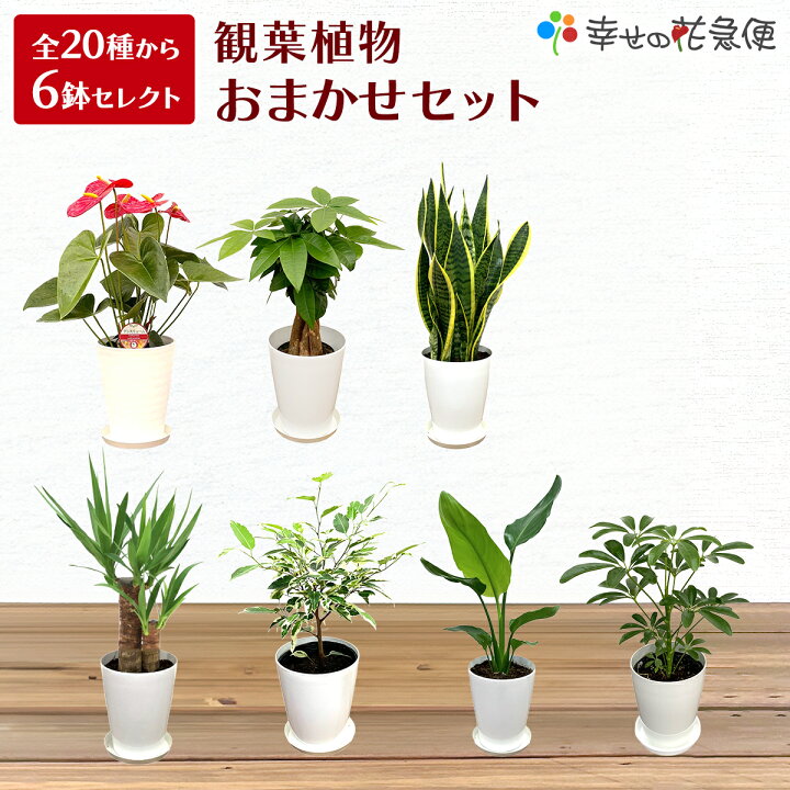 楽天市場】観葉植物おまかせ☆5号プラ 6鉢セット【送料無料】人気の 