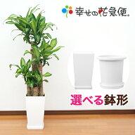 観葉植物 幸福の木 8号鉢 |高さ約110～130cmドラセナ・マッサンゲアナ【人気 おすすめ 大型 法人 贈り物 …