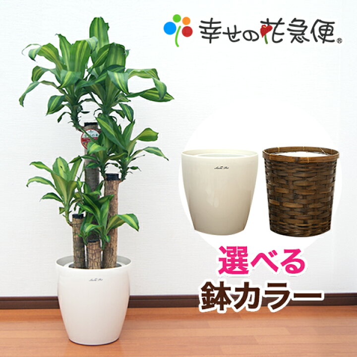 楽天市場 観葉植物 幸福の木8号プラスチック鉢 鉢カバー付 高さ約1cmドラセナ マッサンゲアナ 大型 開店祝い 新築祝い 引越し祝い インテリア アジアン モダン おしゃれな植木鉢 送料無料 観葉植物の生産直販 幸せの花急便