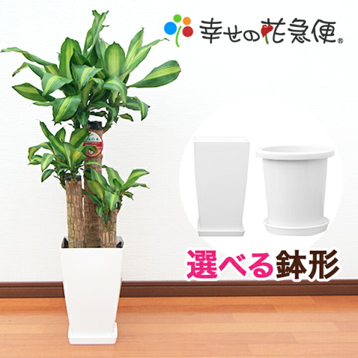 楽天市場 観葉植物 幸福の木7号プラスチック鉢 高さ約90cmドラセナ マッサンゲアナ 開店祝い 新築祝い 誕生日プレゼント 引越し祝い インテリア アジアン モダン スクエア おしゃれな植木鉢 送料無料 観葉植物の生産直販 幸せの花急便