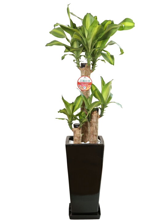 楽天市場】観葉植物 幸福の木 7号鉢 |高さ約80～100cmドラセナ 