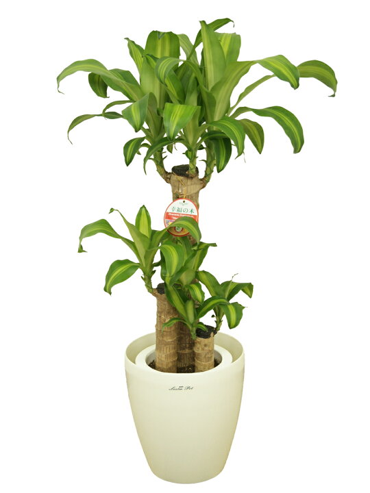 楽天市場】観葉植物 幸福の木 7号鉢 |高さ約80～100cmドラセナ 
