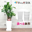 観葉植物 幸福の木6号鉢 |高さ約60-75cmドラセナ・マッサンゲアナ【人気 おすすめ 小型 法人 贈り物 開店祝い 開業祝い 新築祝い 引越し祝い インテリア シンプル モダン 高級 おしゃれな植木鉢 送料無料 オフィス 店舗 事務所 】
