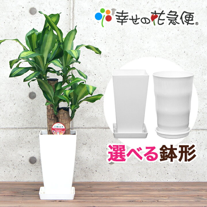 楽天市場】☆ﾎﾟｲﾝﾄ3倍 観葉植物 幸福の木6号鉢 |高さ約60-75cmドラセナ 