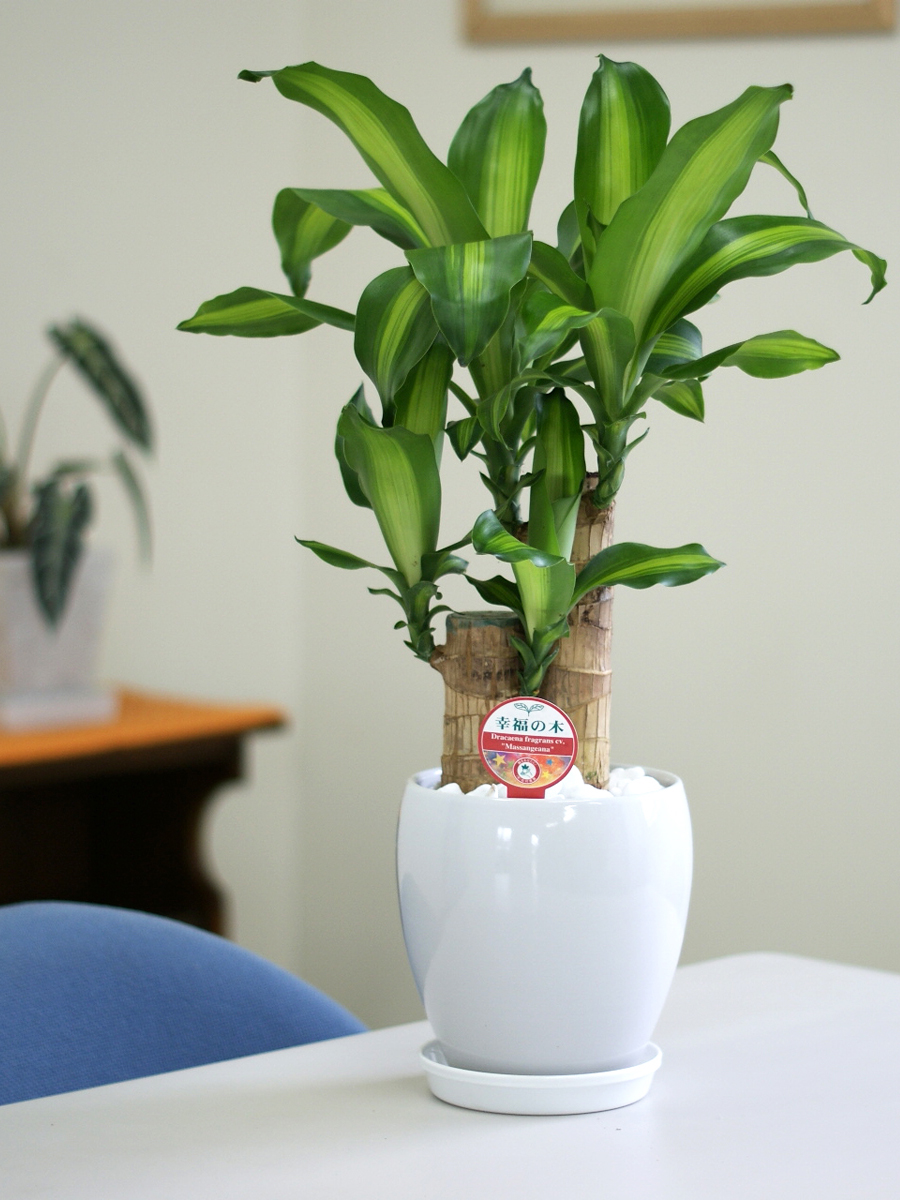 おすすめ特集観葉植物 幸福の木5号丸陶器鉢(白赤黒) 高さ約55cm<br>ドラセナ・マッサンゲアナ 花・ガーデン・DIY br