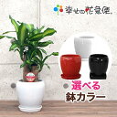 観葉植物 幸福の木5号丸高陶器鉢(白赤黒) 高さ約55cmドラセナ・マッサンゲアナ【開店祝い 新築祝い 誕生日プレゼント 引越し祝い インテリア モダン おしゃ...