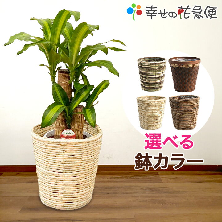 楽天市場】観葉植物 幸福の木6号鉢 |高さ約60-75cmドラセナ 