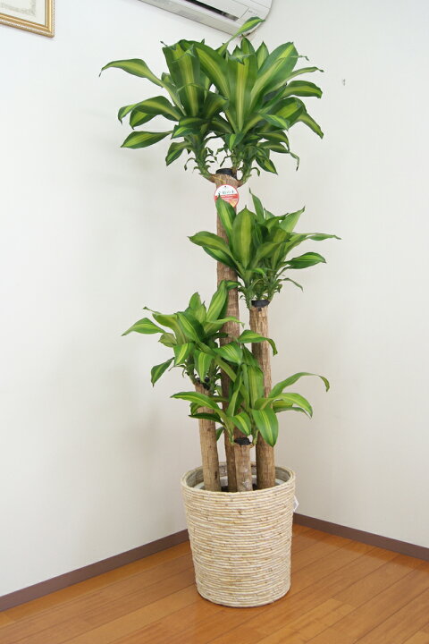 楽天市場】観葉植物 幸福の木10号鉢 高さ約170～180cmドラセナ 