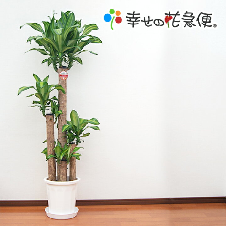 楽天市場】観葉植物 幸福の木10号鉢 高さ約170～180cmドラセナ 