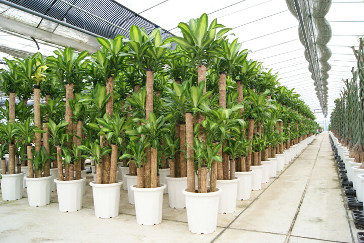 楽天市場】観葉植物 幸福の木10号鉢 高さ約170～180cmドラセナ 