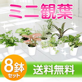 楽天市場 観葉植物 種類 植物 パキラ サイズ 花束 観葉植物 盆栽 ミニ 花 観葉植物 花 ガーデン Diy の通販