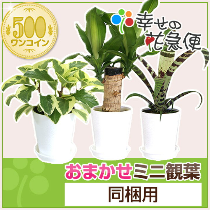 楽天市場 ミニ観葉植物 同梱用 1鉢500円 鉢 土のみとの同梱不可 観葉植物の生産直販 幸せの花急便