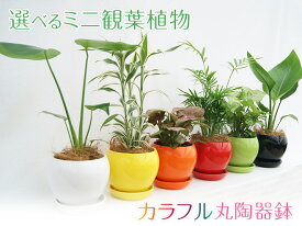 選べるミニ観葉植物4号カラフル丸陶器鉢|1鉢2,980円【ココファイバー付】