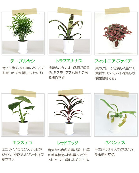 楽天市場 ミニ観葉植物福袋8鉢セット 幸福の木 モンステラ オーガスタ 開店祝い 新築祝い 誕生日プレゼント 引越し祝い 結婚祝い インテリア モダン おしゃれな植木鉢 送料無料 Smtb Ms 観葉植物の生産直販 幸せの花急便