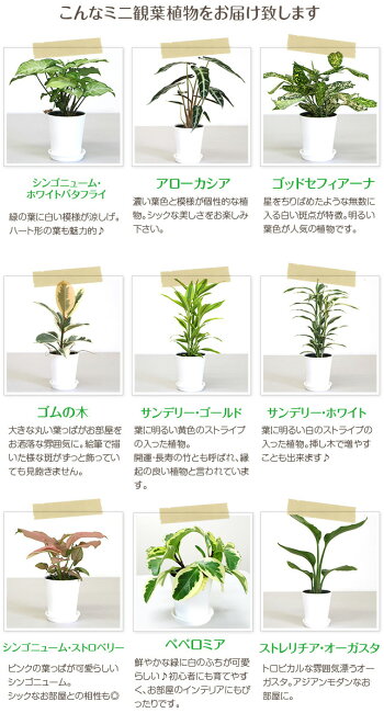 観葉 植物 名前 わからない