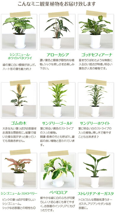楽天市場 ミニ観葉植物福袋8鉢セット 幸福の木 モンステラ オーガスタ 開店祝い 新築祝い 誕生日プレゼント 引越し祝い 結婚祝い インテリア モダン おしゃれな植木鉢 送料無料 Smtb Ms 観葉植物の生産直販 幸せの花急便
