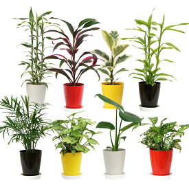 選べるミニ観葉植物 4鉢セット| 高さ約20〜40cm ドラセナ/モンステラ/アローカシア/シンゴニューム/テーブルヤシ/オーガスタ/ペペロミア