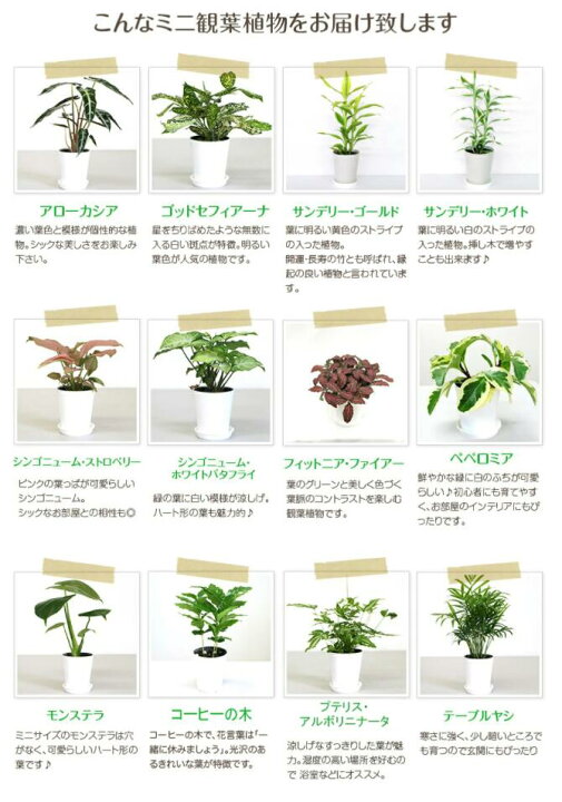 楽天市場 選べる観葉植物4点aセット 幸福の木 モンステラ サンスベリア ウンベラータ 開店祝い 新築祝い 誕生日プレゼント 引越し祝い 結婚祝い インテリア モダン おしゃれな植木鉢 送料無料 Smtb Ms 観葉植物の生産直販 幸せの花急便