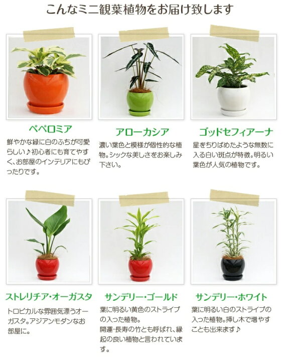 楽天市場 選べるミニ観葉植物4号カラフル丸陶器鉢 1鉢2 980円モンステラ ぺぺロミア ココファイバー付 開店祝い 新築祝い 誕生日プレゼント 引越し祝い 結婚祝い インテリア モダン おしゃれな植木鉢 送料無料 Smtb Ms 観葉植物の生産直販 幸せの花急便