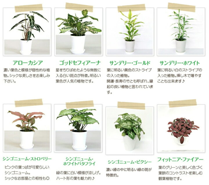 楽天市場 選べるミニ観葉植物 4鉢セット 高さ約 40cm 開店祝い 新築祝い 誕生日プレゼント 引越し祝い 結婚祝い インテリア モダン おしゃれな植木鉢 送料無料 Smtb Ms 観葉植物の生産直販 幸せの花急便