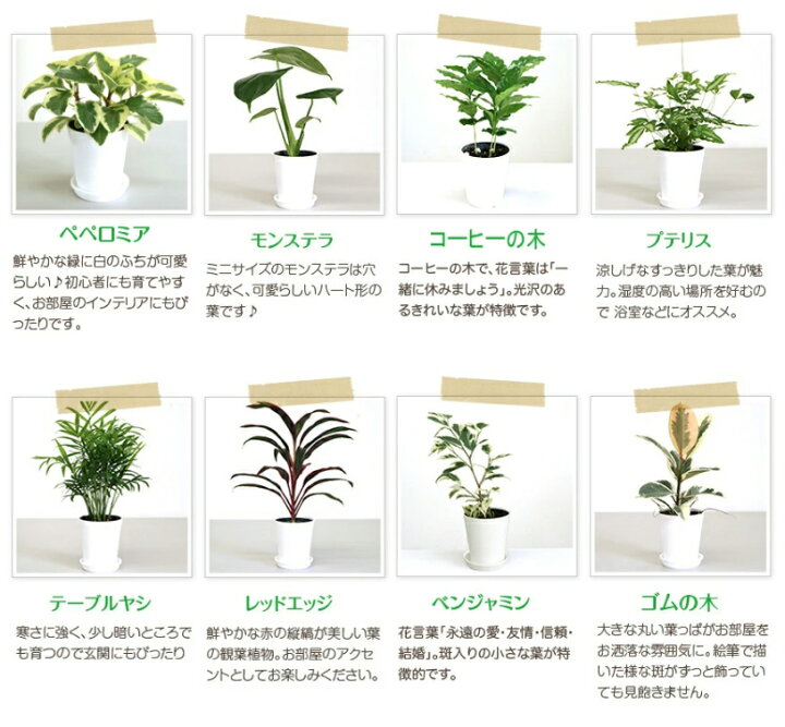 楽天市場 選べるミニ観葉植物 4鉢セット 高さ約 40cm 開店祝い 新築祝い 誕生日プレゼント 引越し祝い 結婚祝い インテリア モダン おしゃれな植木鉢 送料無料 Smtb Ms 観葉植物の生産直販 幸せの花急便