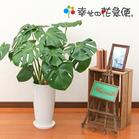 観葉植物 モンステラ7号陶器鉢ロング|高さ約80cm【人気 おすすめ 大型 法人 贈り物 開店祝い 開業祝い 新築祝い 引越し祝い インテリア シンプル モダン 高級 おしゃれな植木鉢 送料無料 オフィス 店舗 事務所 】