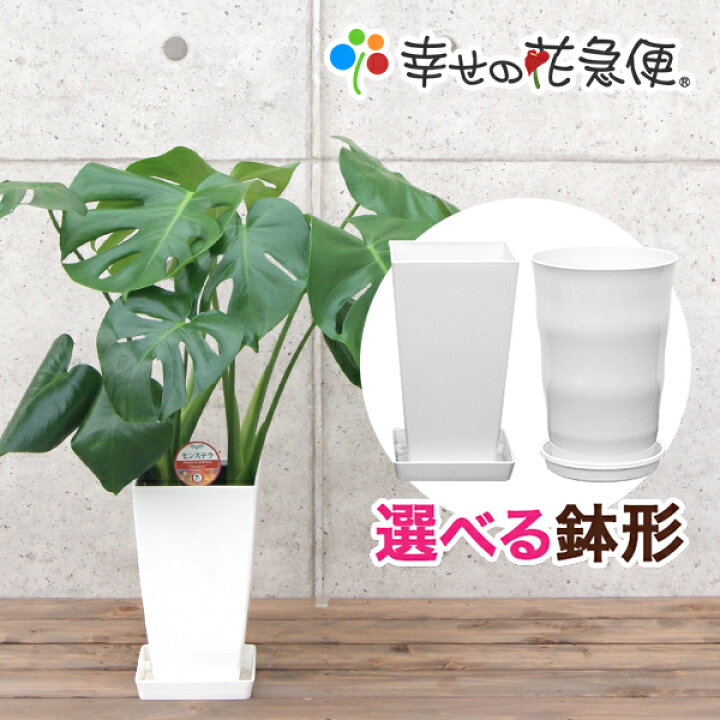 楽天市場】観葉植物 モンステラ6号プラスチック鉢|(白) 高さ約60cm 