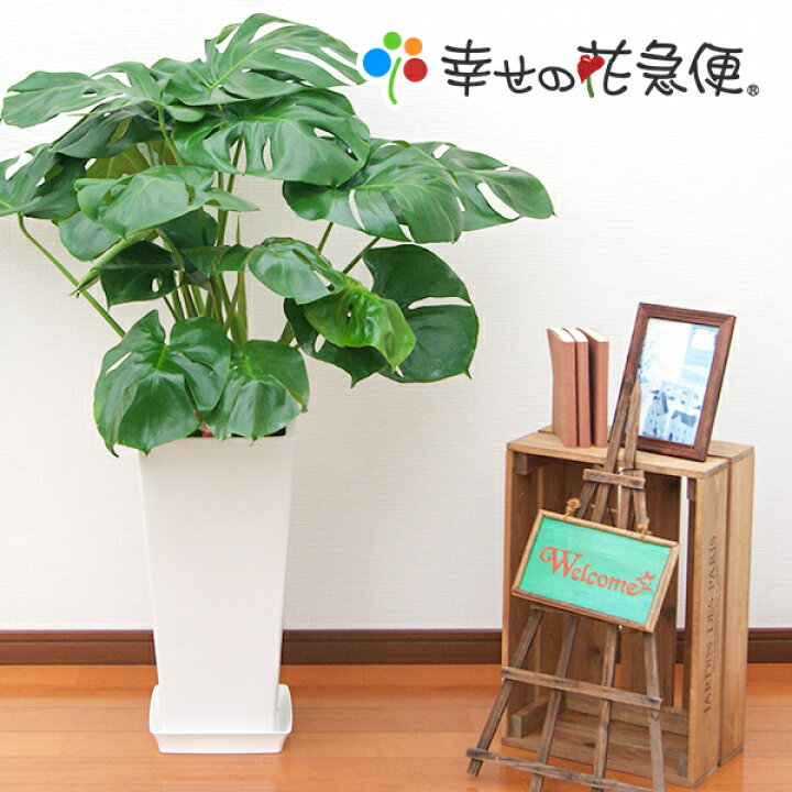 楽天市場】観葉植物 モンステラ デリシオーサ 8号 角高陶器鉢 白 高さ 