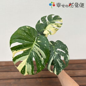モンステラ・タイコンステレーション | 斑入りモンステラ・デリシオーサ3号、5号【人気 おすすめ 希少 レア 斑入り 贈り物 開店祝い 開業祝い 新築祝い 引越し祝い 室内 インテリア シンプル モダン 高級 おしゃれな植木鉢 送料無料】