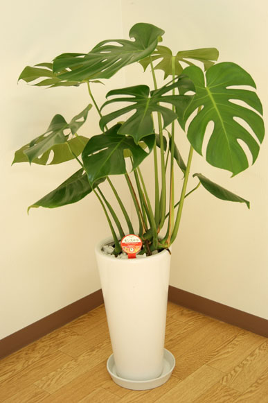 楽天市場】観葉植物 モンステラ7号陶器鉢ロング(白) |高さ約80cm【大型 