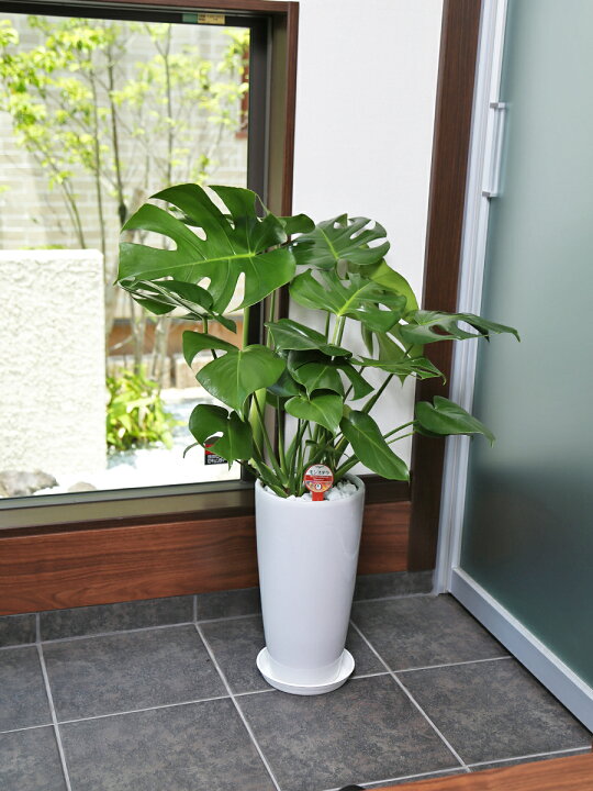 楽天市場】観葉植物 モンステラ7号陶器鉢ロング|高さ約80cm【人気 