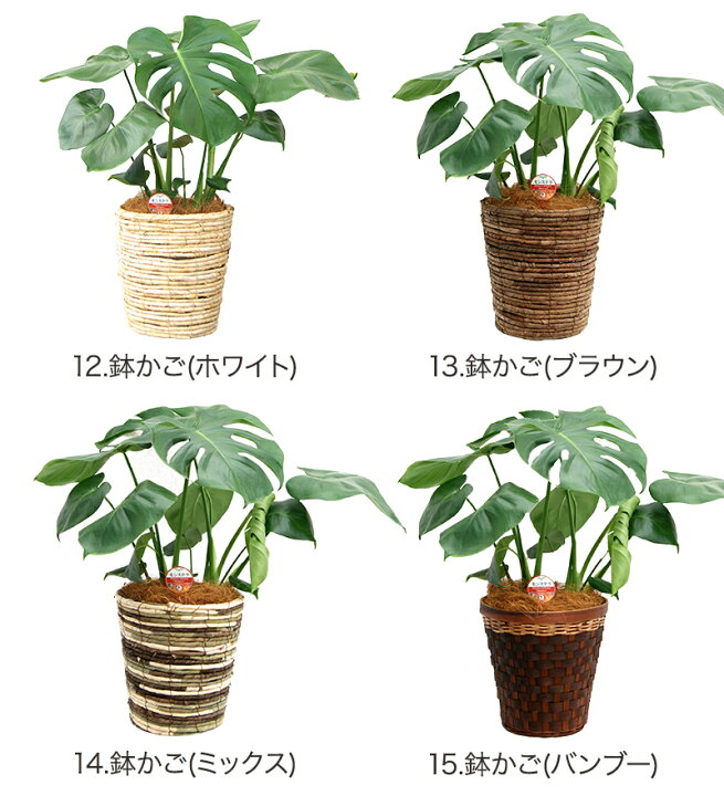 楽天市場 冬バージョン 葉の穴が少ない 観葉植物 モンステラ6号選べる鉢 高さ約60 75cm 開店祝い 新築祝い 誕生日プレゼント 引越し祝い インテリア モダン アジアン おしゃれな植木鉢 送料無料 観葉植物の生産直販 幸せの花急便