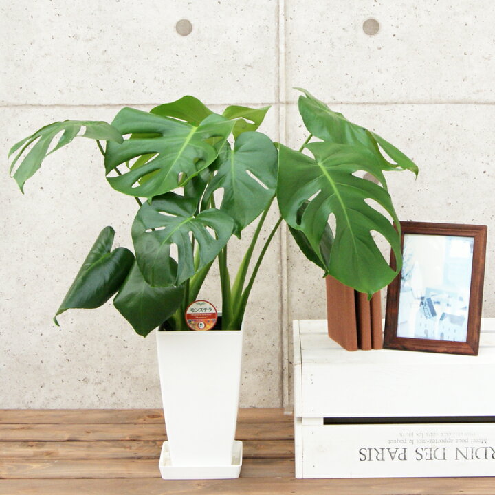 楽天市場】観葉植物 モンステラ6号プラスチック鉢|(白) 高さ約60cm 