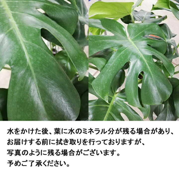 楽天市場 観葉植物 モンステラ6号プラスチック鉢 白 高さ約60cm 開店祝い 新築祝い 誕生日プレゼント 引越し祝い インテリア モダン アジアン スクエア おしゃれな植木鉢 送料無料 Smtb Ms 観葉植物の生産直販 幸せの花急便