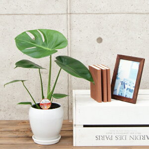 ϗtA Xe5픫|(ԍ) 50cmylC  ^ @l 蕨 JXj JƏj Vzj zj CeA Vv _  ȐAؔ  I