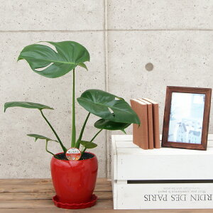 ϗtA Xe5픫|(ԍ) 50cmylC  ^ @l 蕨 JXj JƏj Vzj zj CeA Vv _  ȐAؔ  I