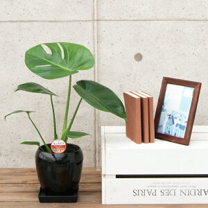 ϗtA Xe5픫|(ԍ) 50cmylC  ^ @l 蕨 JXj JƏj Vzj zj CeA Vv _  ȐAؔ  I