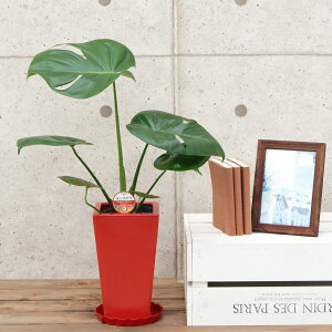 ϗtA Xe5픫|(ԍ) 50cmylC  ^ @l 蕨 JXj JƏj Vzj zj CeA Vv _  ȐAؔ  I