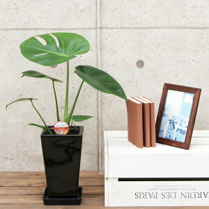 ϗtA Xe5픫|(ԍ) 50cmylC  ^ @l 蕨 JXj JƏj Vzj zj CeA Vv _  ȐAؔ  I