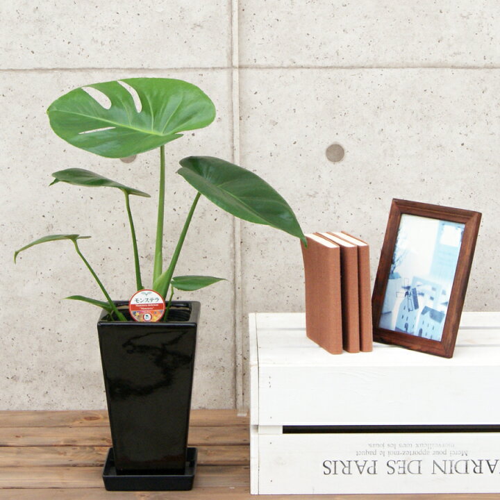 観葉植物 モンステラ マーブル柄 白斑入り 高さ50センチ