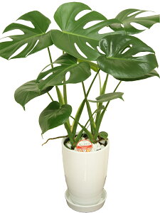 엿tϗtA Xe6 |60`75cmylC  ^ @l 蕨 JXj JƏj Vzj zj CeA Vv _  ȐAؔ 