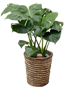 ϗtA Xe6 |60`75cmylC  ^ @l 蕨 JXj JƏj Vzj zj CeA Vv _  ȐAؔ  ItBX 