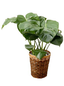 엿tϗtA Xe6 |60`75cmylC  ^ @l 蕨 JXj JƏj Vzj zj CeA Vv _  ȐAؔ 