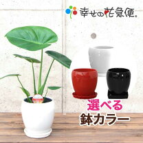 楽天市場】モンステラ 5号の通販