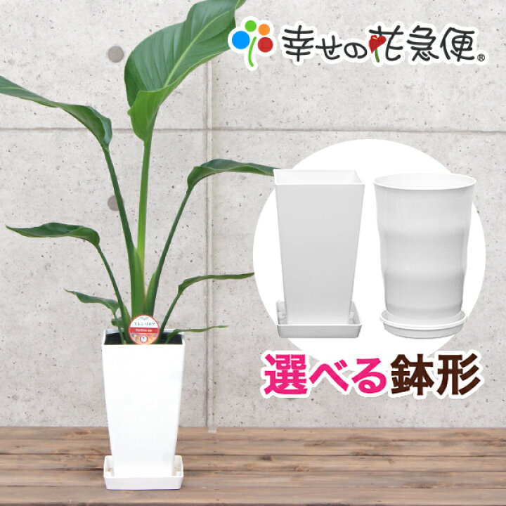 楽天市場】観葉植物 ストレリチア・オーガスタ6号鉢 |高さ約60～70cm 